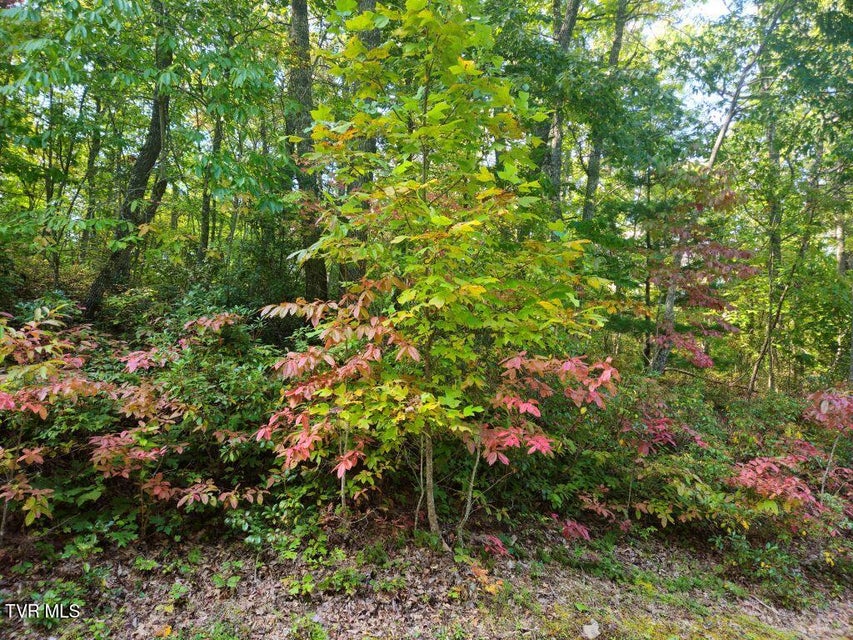 Photo #5: Lot 17 Fox Hollow Drive