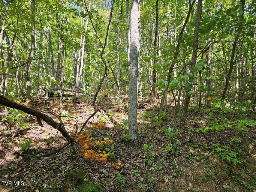 Photo #17: Lot 7 Wildflower Way 