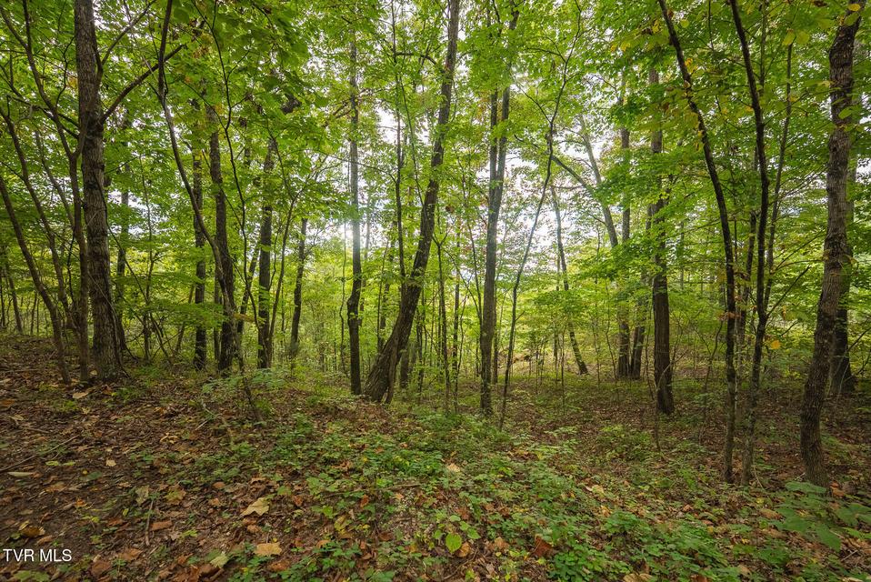 Photo #24: 170 Fire Tower Road