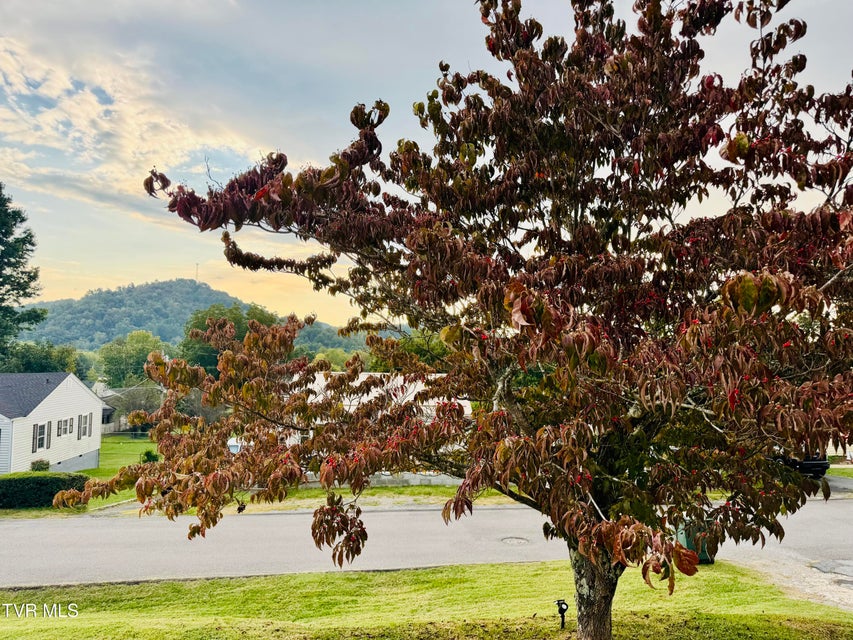 Photo #71: 910 Fairview Street