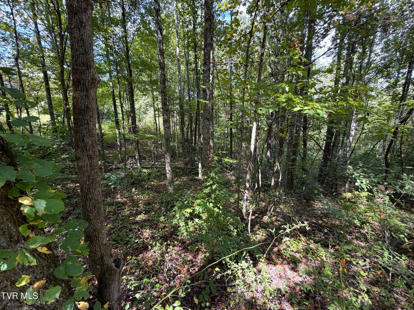 Photo #6: Lot 25 East Drive