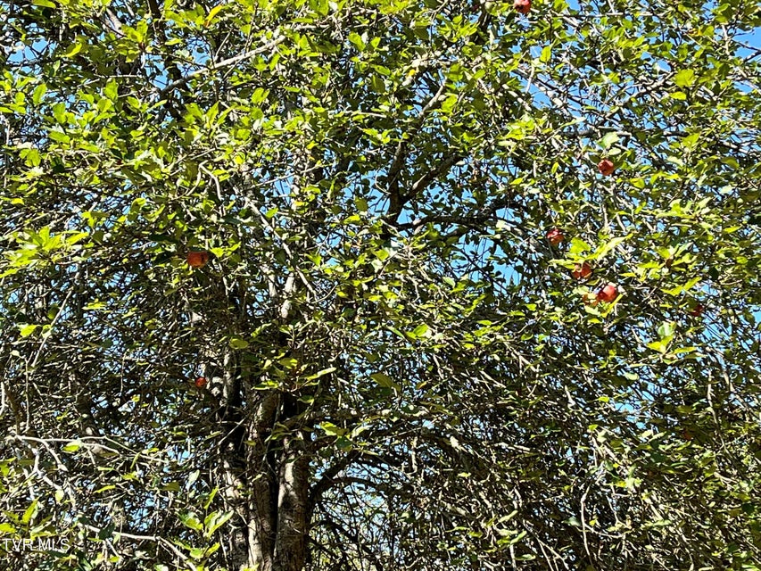 Photo #7: 00 Estep Loop 