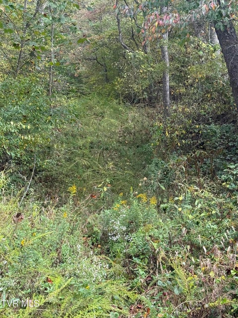 Photo #19: Tbd Roan Creek Road