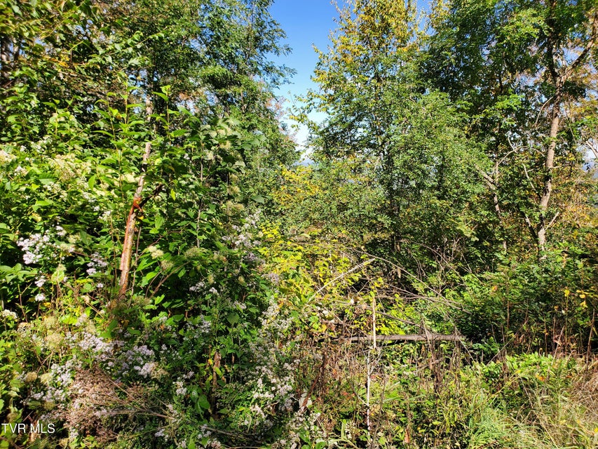 Photo #44: 00 Cloudland Drive 