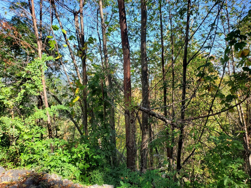 Photo #38: 00 Cloudland Drive 