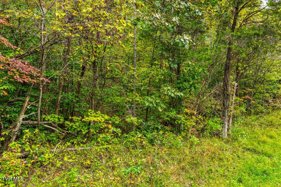 Photo #3: Tbd Butcher Valley Road 