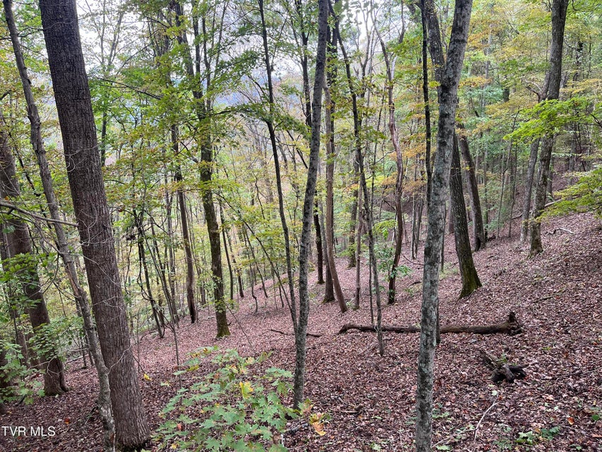 Photo #10: Tbd Clinch River Highway