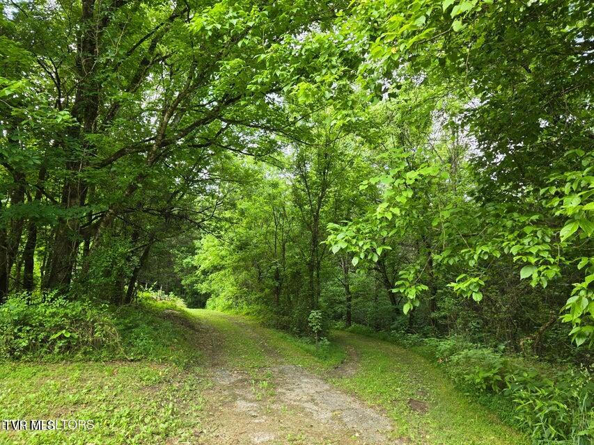 Photo #35: 779 Pawpaw Road