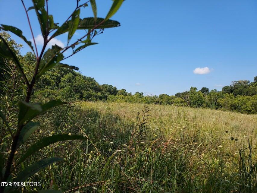 Photo #44: 779 Pawpaw Road