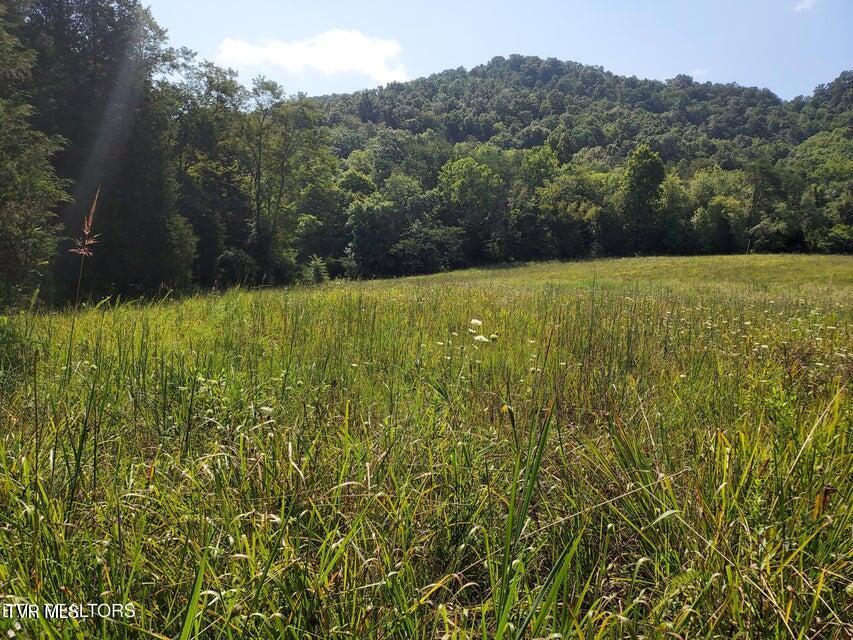 Photo #46: 779 Pawpaw Road