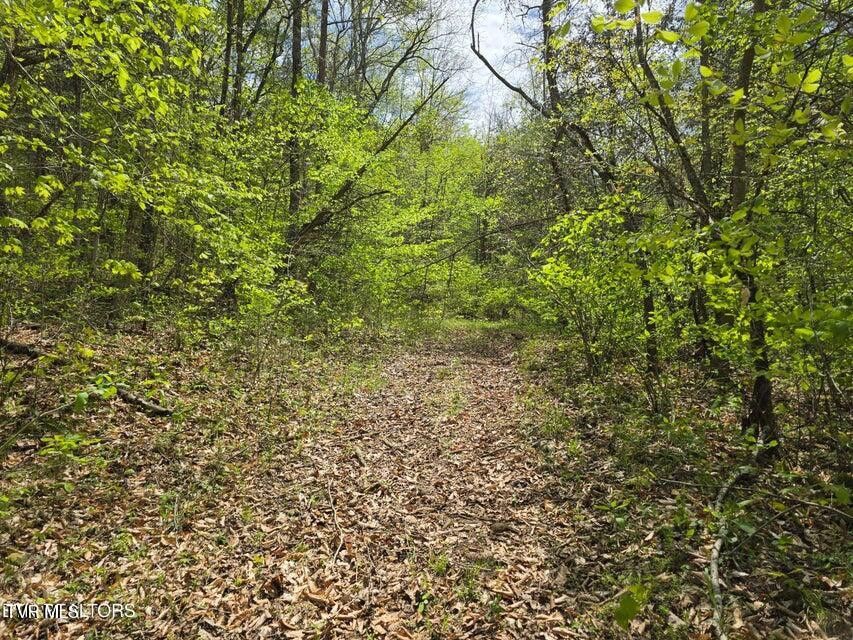 Photo #47: 779 Pawpaw Road