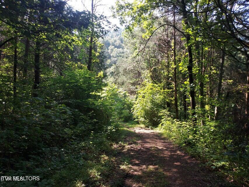 Photo #58: 779 Pawpaw Road