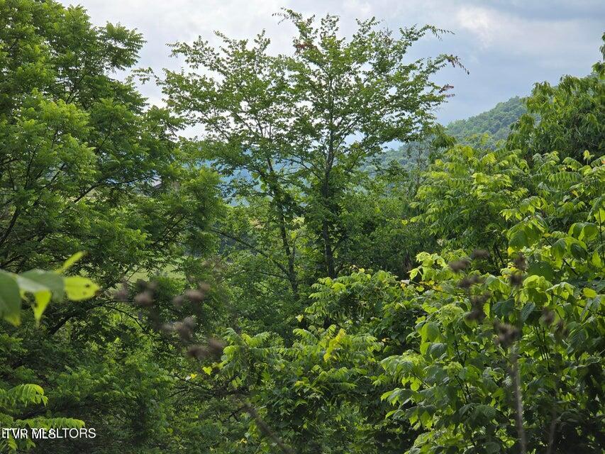 Photo #59: 779 Pawpaw Road