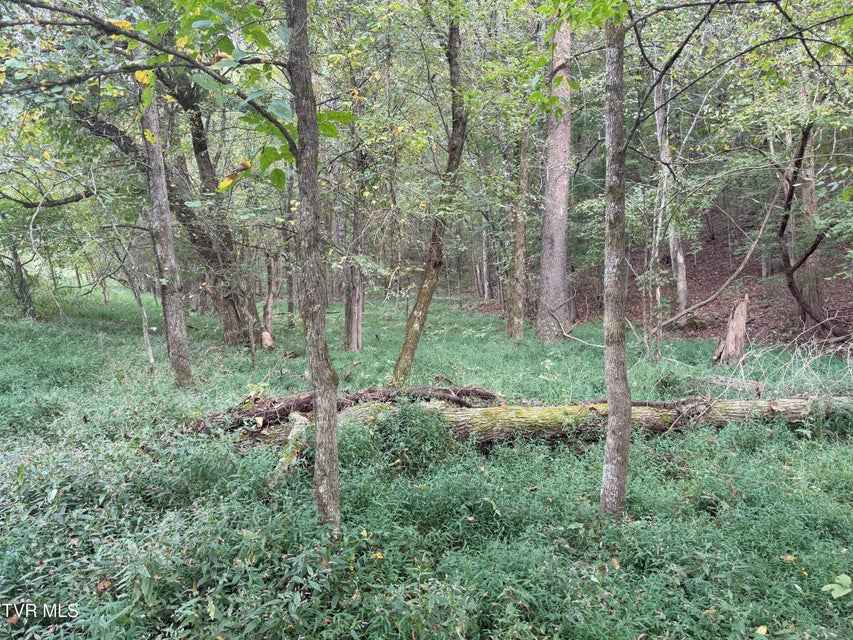 Photo #30: 37.33 Ac Charlie Doty Road