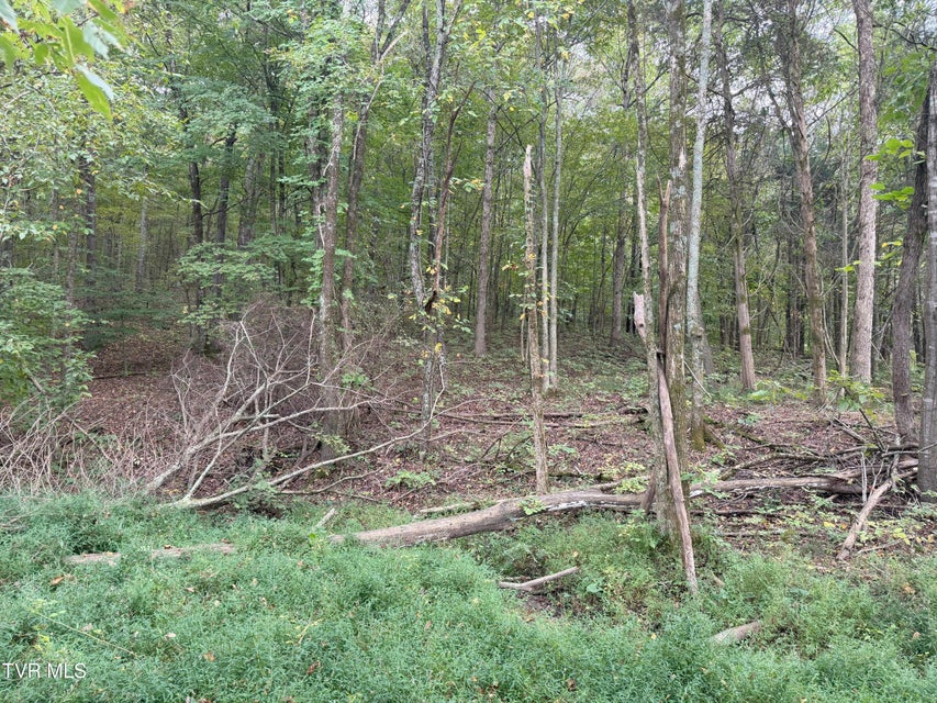 Photo #31: 37.33 Ac Charlie Doty Road