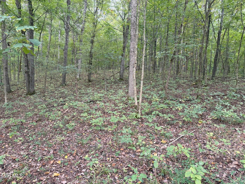 Photo #33: 37.33 Ac Charlie Doty Road