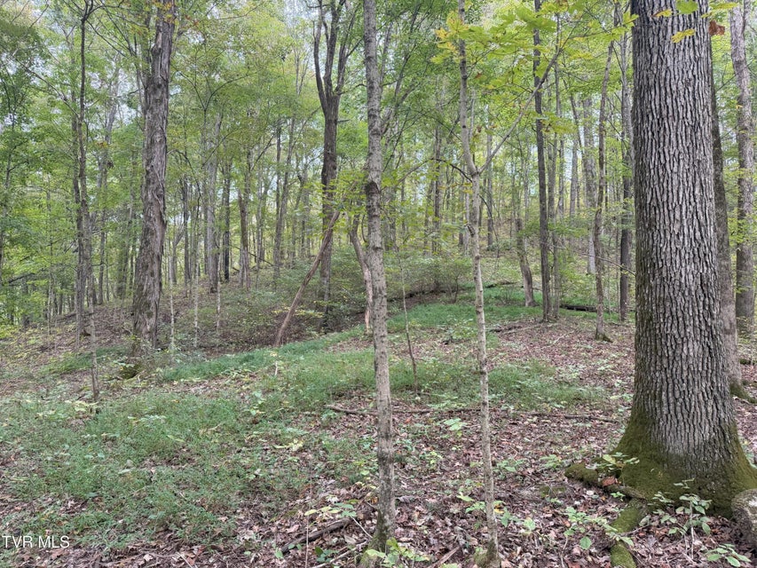 Photo #35: 37.33 Ac Charlie Doty Road