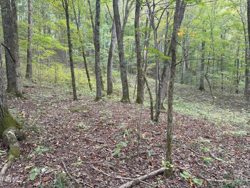 Photo #36: 37.33 Ac Charlie Doty Road