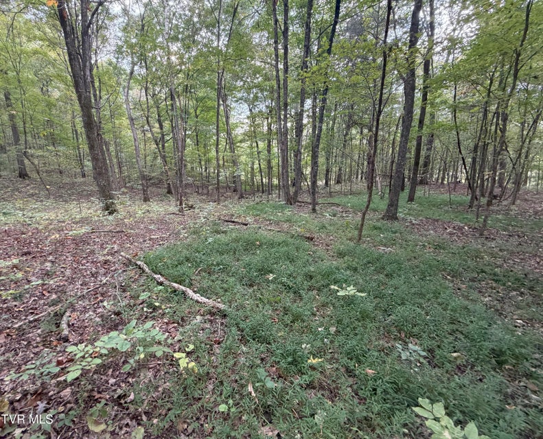 Photo #37: 37.33 Ac Charlie Doty Road