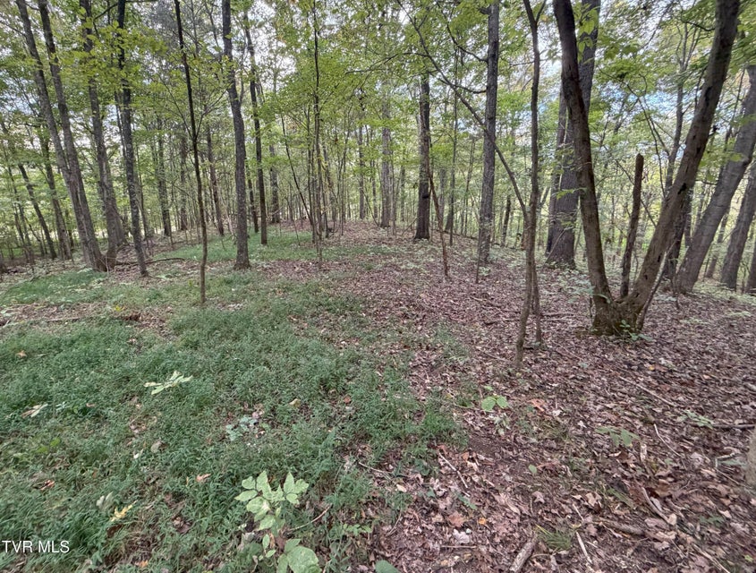 Photo #38: 37.33 Ac Charlie Doty Road