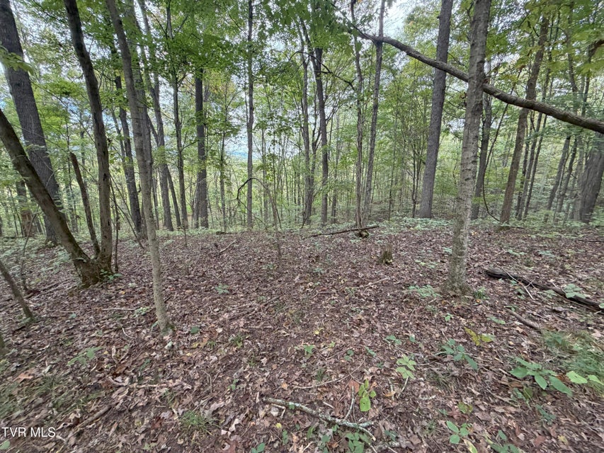 Photo #39: 37.33 Ac Charlie Doty Road