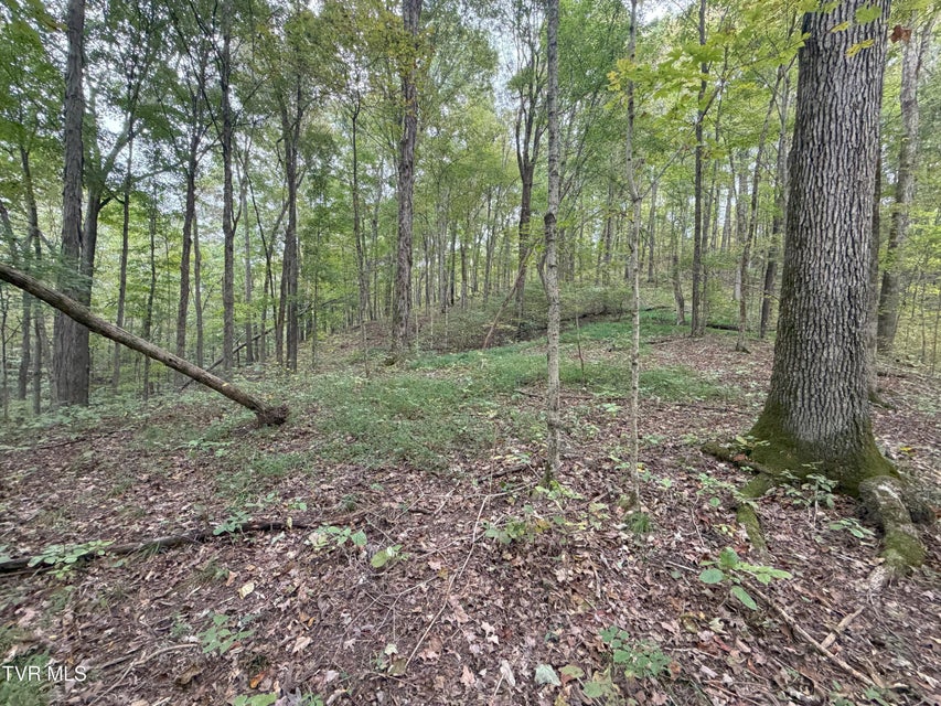 Photo #40: 37.33 Ac Charlie Doty Road