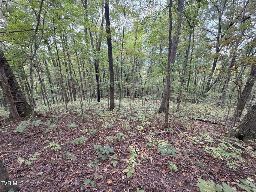 Photo #43: 37.33 Ac Charlie Doty Road