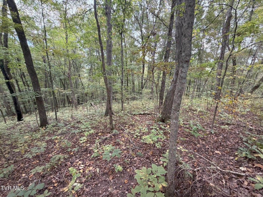 Photo #44: 37.33 Ac Charlie Doty Road