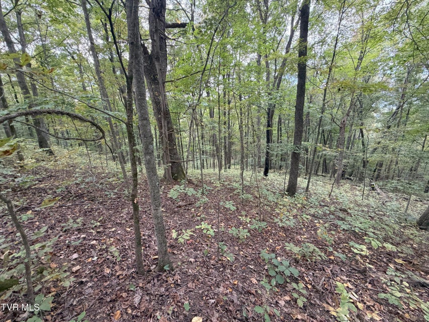 Photo #45: 37.33 Ac Charlie Doty Road