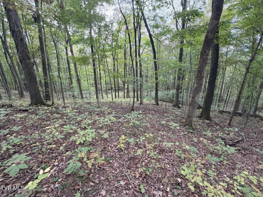 Photo #46: 37.33 Ac Charlie Doty Road