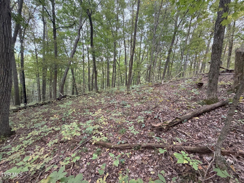 Photo #47: 37.33 Ac Charlie Doty Road