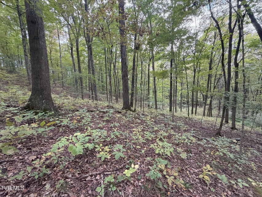 Photo #48: 37.33 Ac Charlie Doty Road