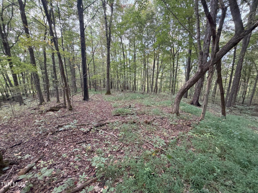 Photo #49: 37.33 Ac Charlie Doty Road