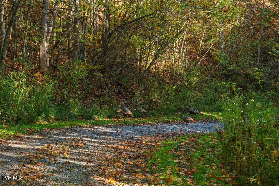 Photo #11: Tbd Eagle Ridge Road