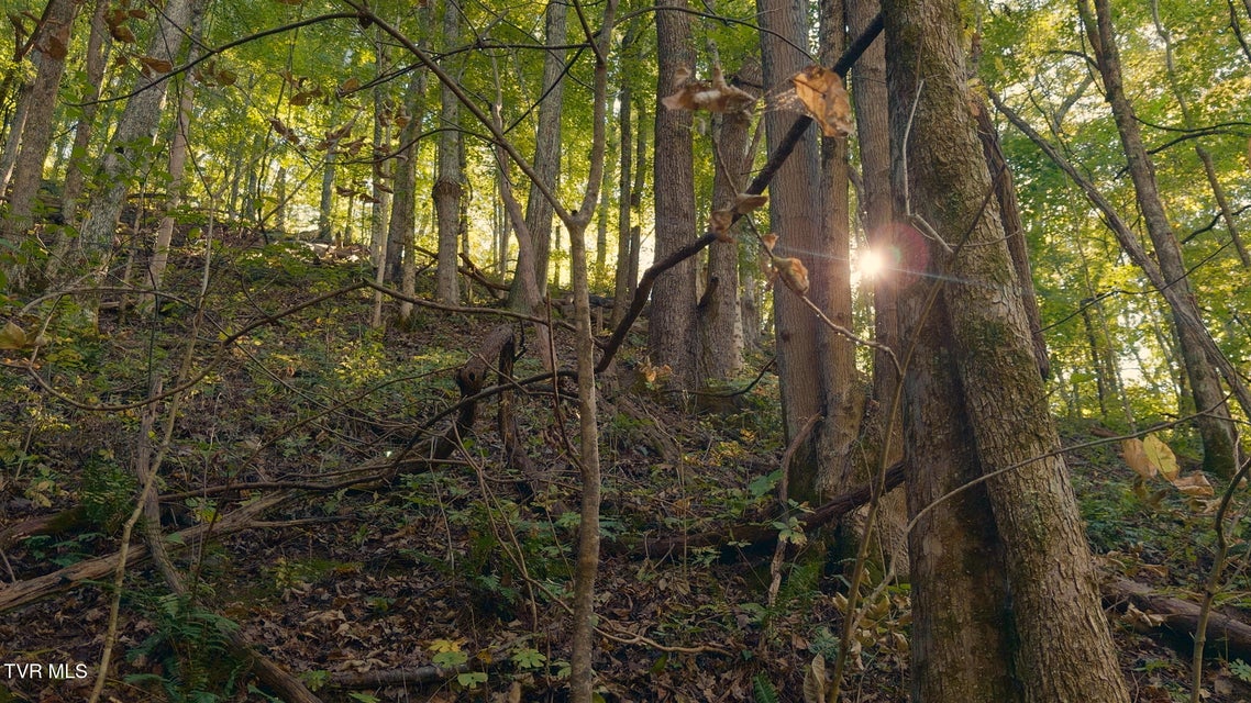 Photo #16: 69.26 Acre Wolfe Road