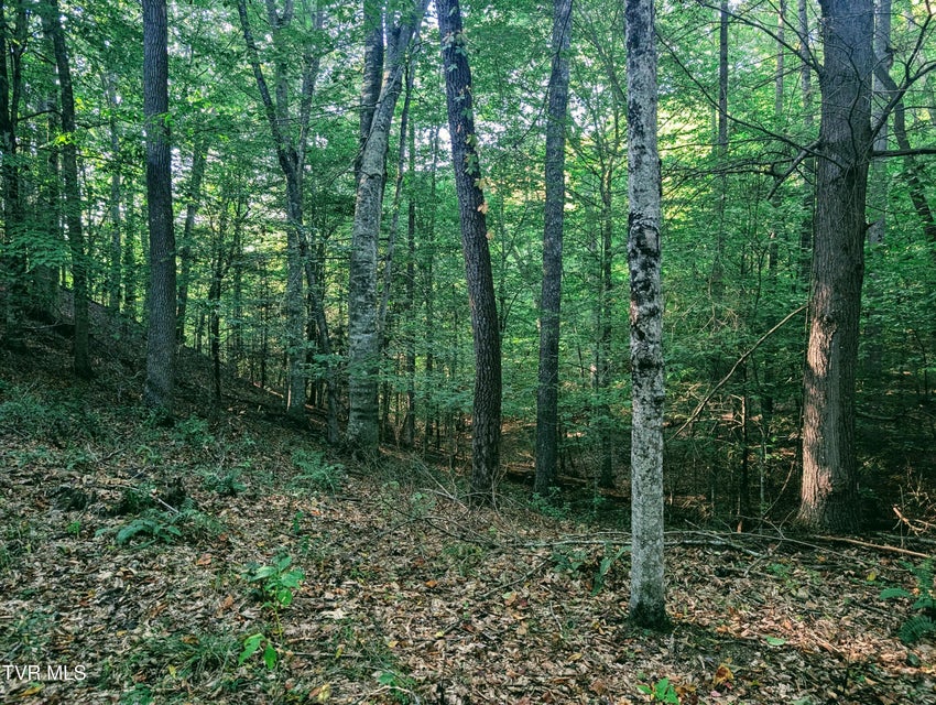 Photo #4: Tbd Blowing Rock 