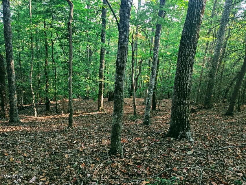 Photo #6: Tbd Blowing Rock 