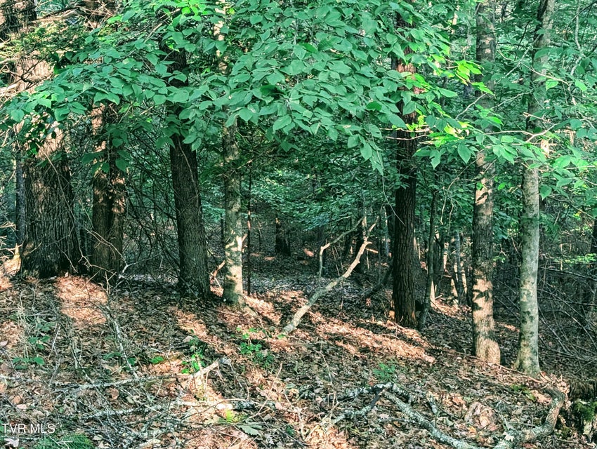 Photo #7: Tbd Blowing Rock 