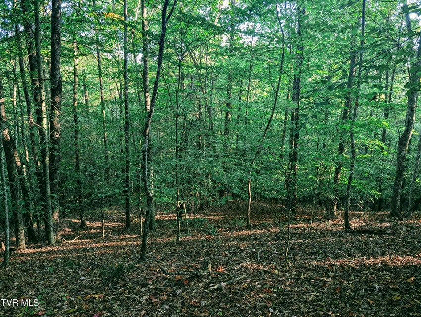 Photo #8: Tbd Blowing Rock 