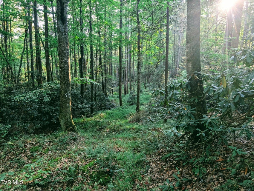 Photo #10: Tbd Blowing Rock 