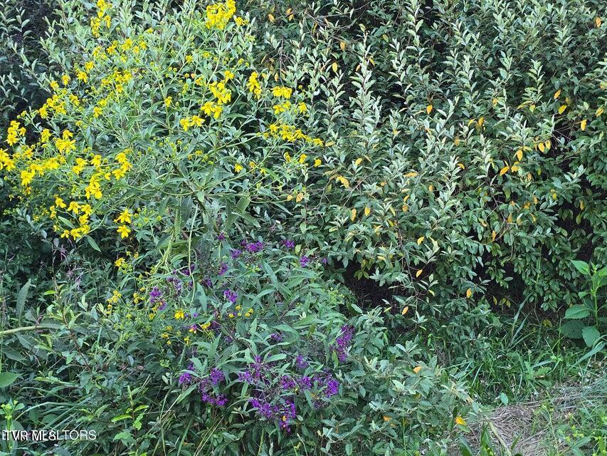 Photo #56: Tbd E Pumpkin Valley Road