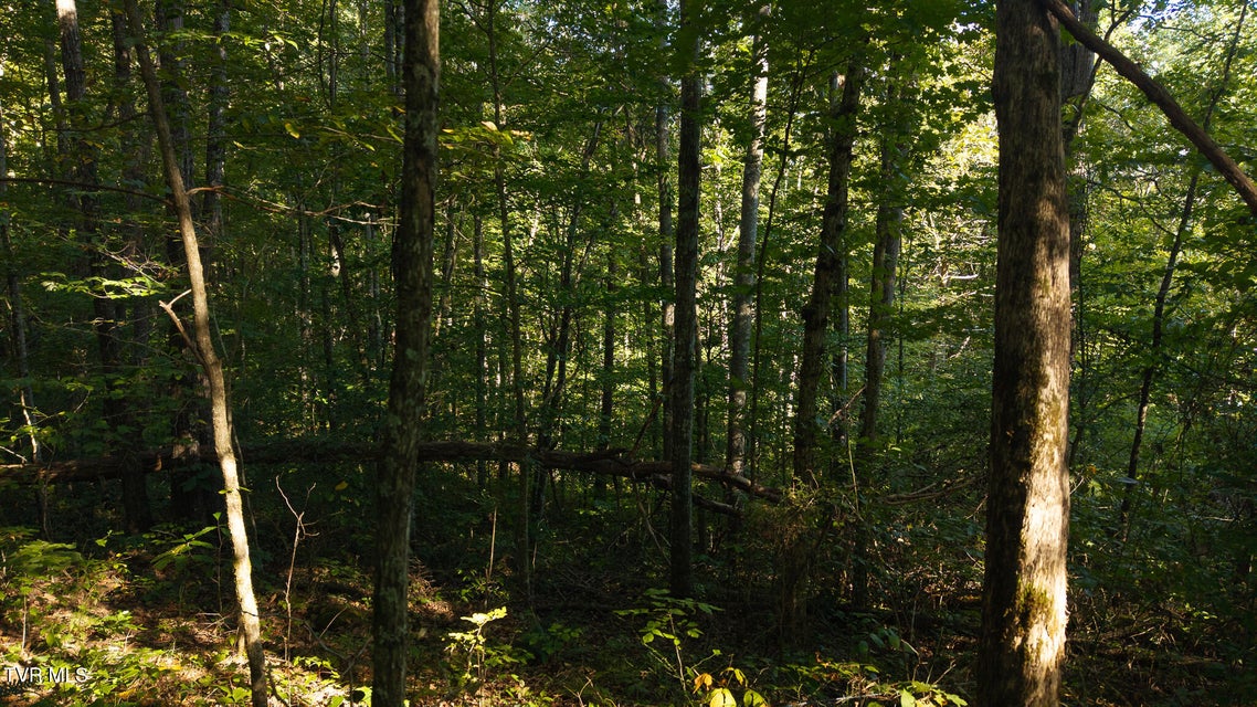 Photo #12: 32.38 Ac Off Panther Creek Road