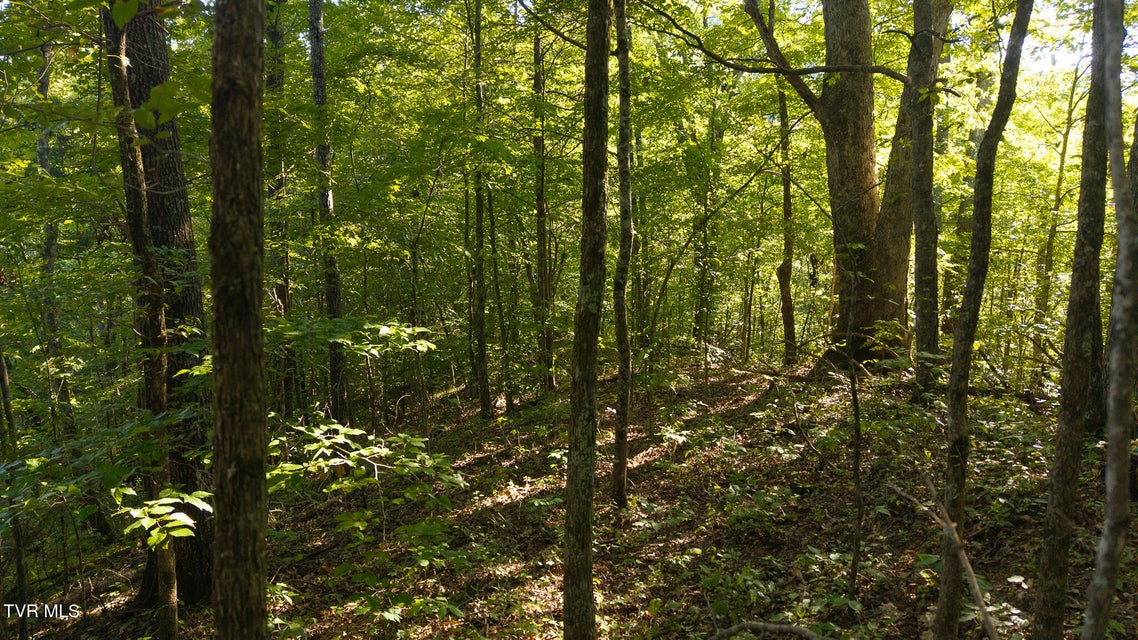 Photo #13: 32.38 Ac Off Panther Creek Road