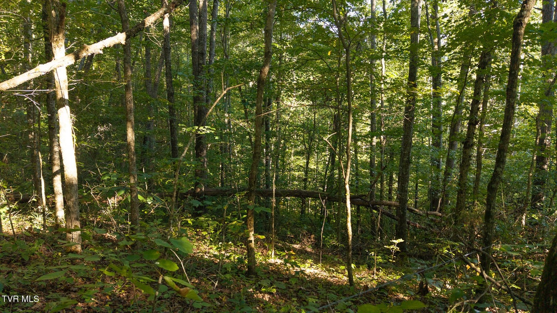 Photo #14: 32.38 Ac Off Panther Creek Road