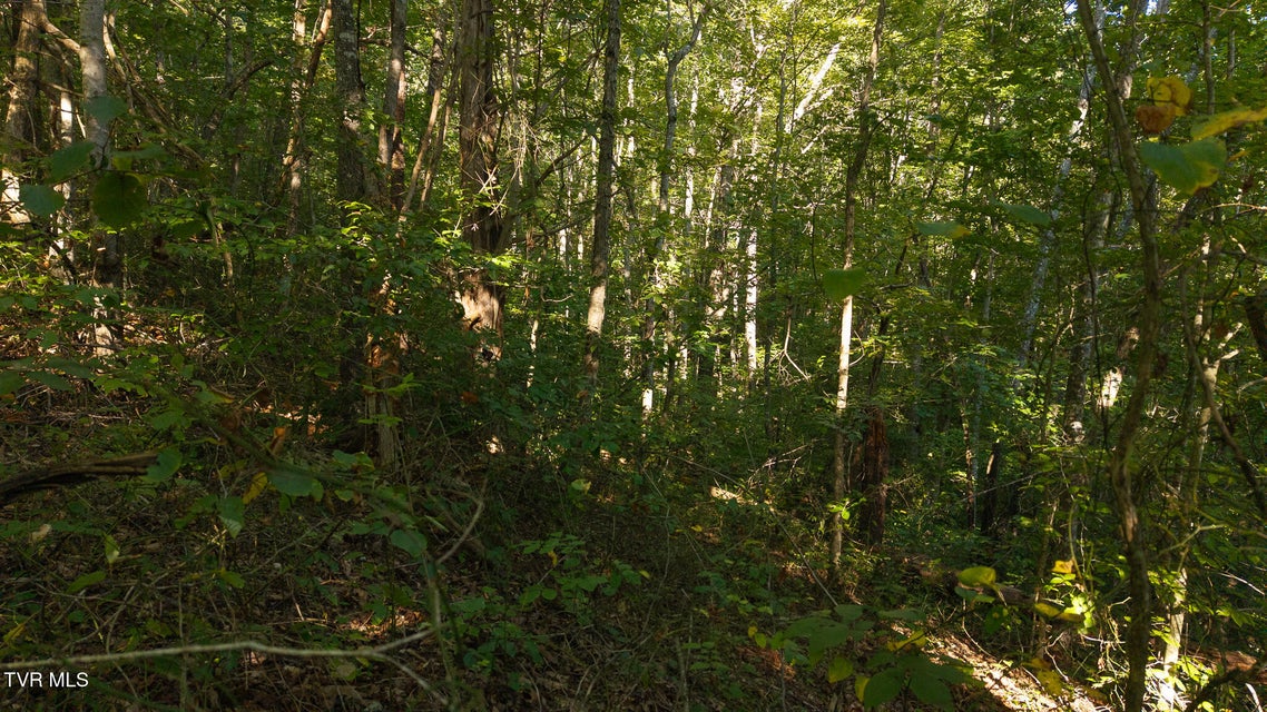 Photo #15: 32.38 Ac Off Panther Creek Road