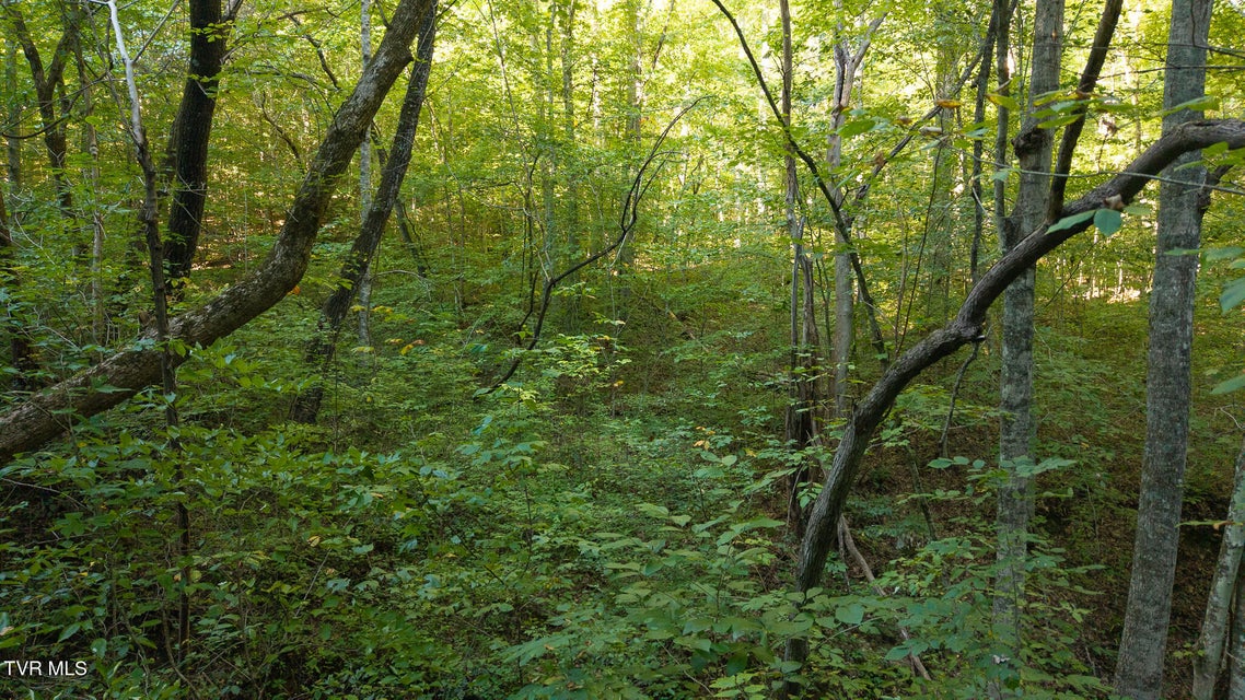 Photo #16: 32.38 Ac Off Panther Creek Road