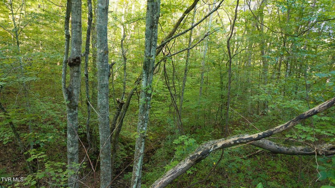 Photo #17: 32.38 Ac Off Panther Creek Road