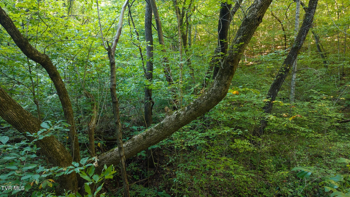 Photo #18: 32.38 Ac Off Panther Creek Road