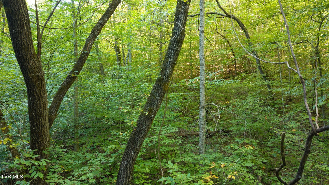 Photo #19: 32.38 Ac Off Panther Creek Road