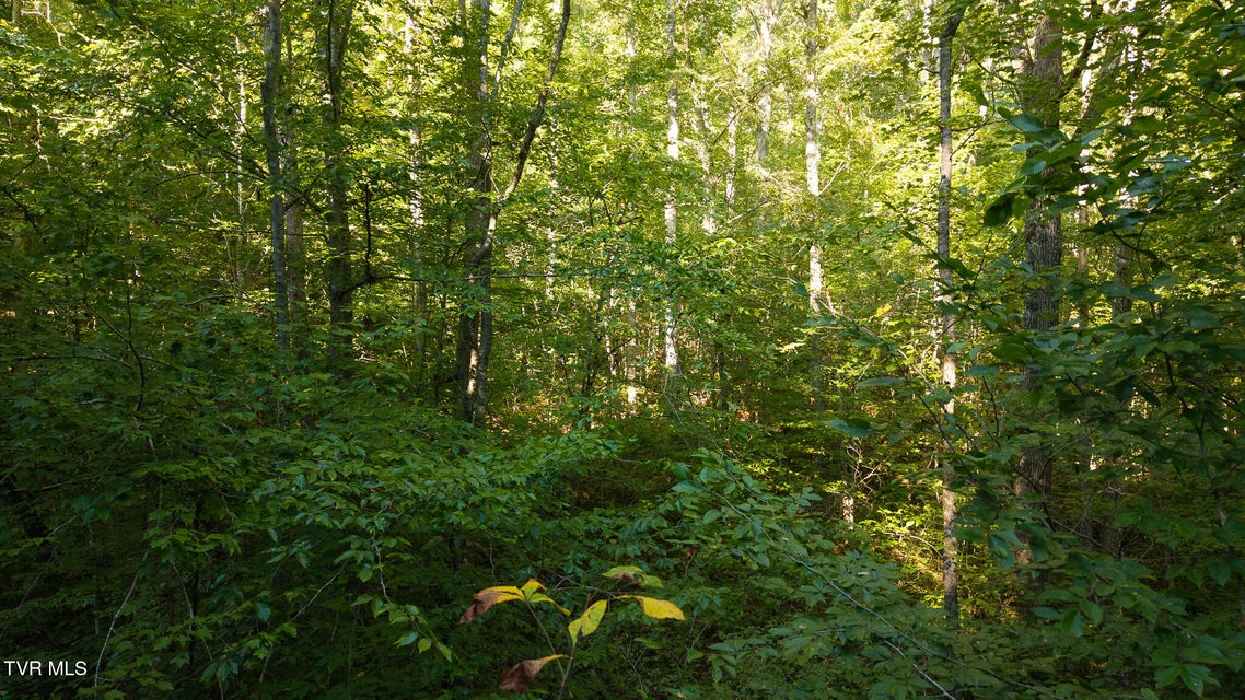 Photo #20: 32.38 Ac Off Panther Creek Road